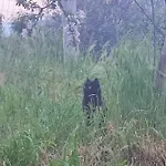 Dedo, Salara Lägenhet Koper