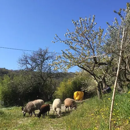 Apartma Dedo, Salara *