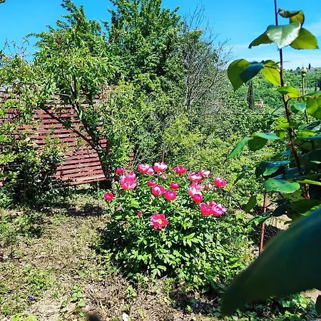 Dedo, Salara Appartement Koper